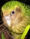 Kakapo flash.jpg