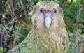 Kakapo's team.jpg