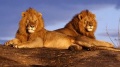 Los 2 leones.jpg